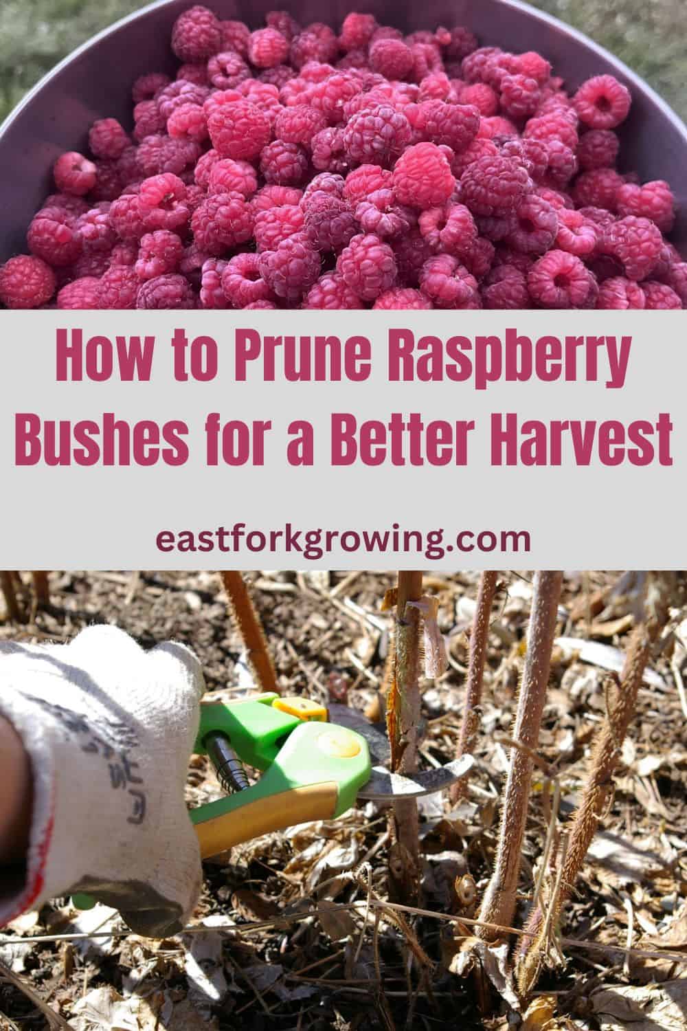 How To Prune Raspberry Bushes For A Better Harvest East Fork Growing 9687