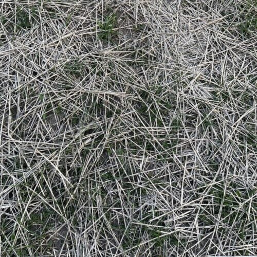 WHAT DIRT IS BEST FOR GROWING GRASS visual data 4