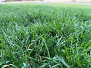 WHAT DIRT IS BEST FOR GROWING GRASS visual data 5