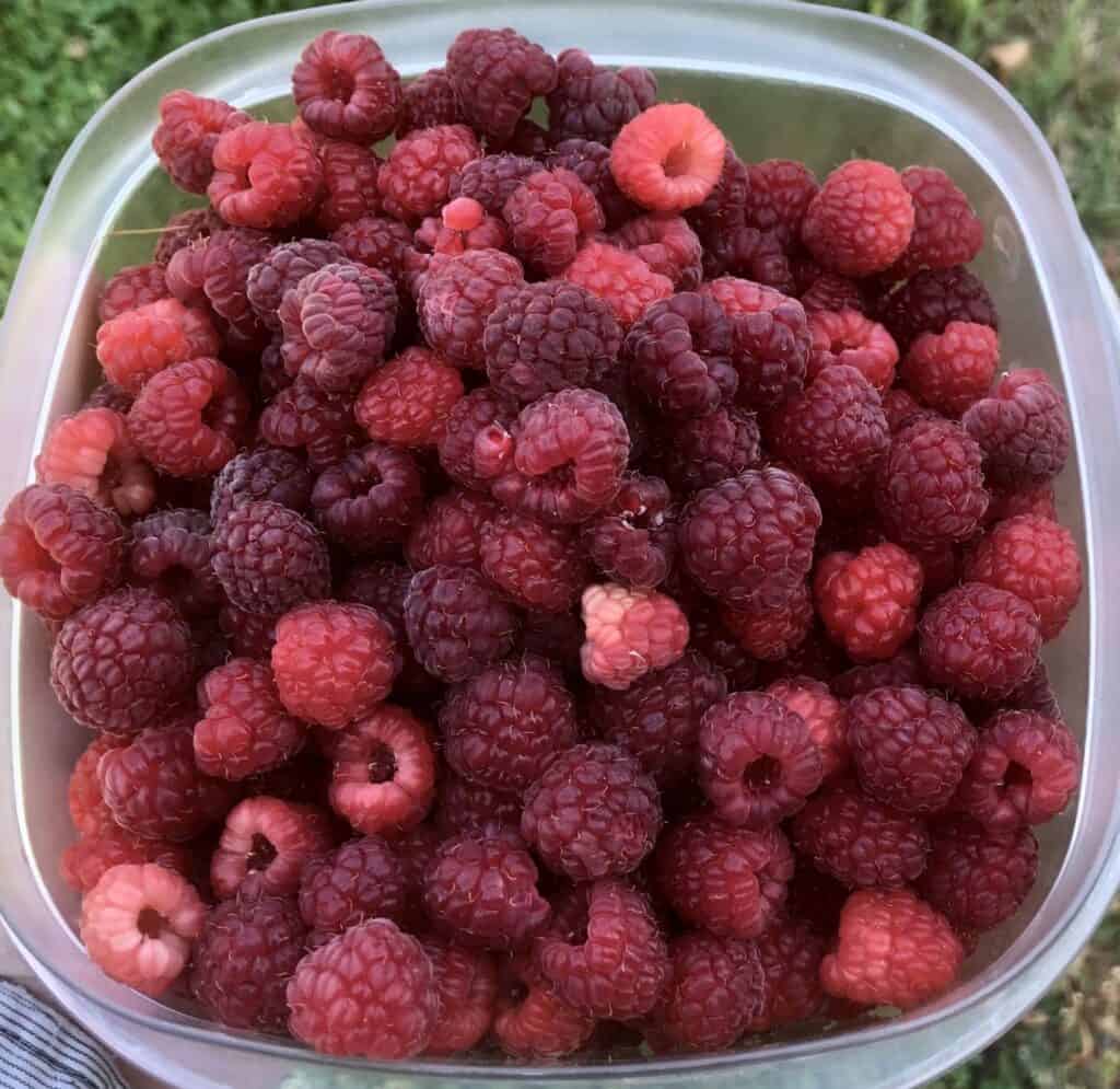 closeup of red raspberries in a clear plastic container