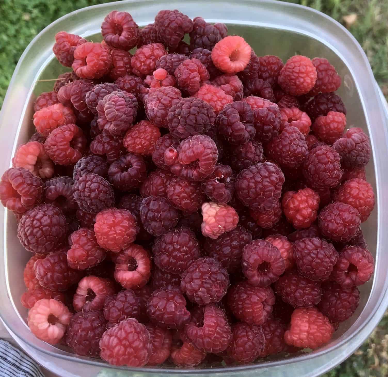 closeup of red raspberries in a clear plastic container