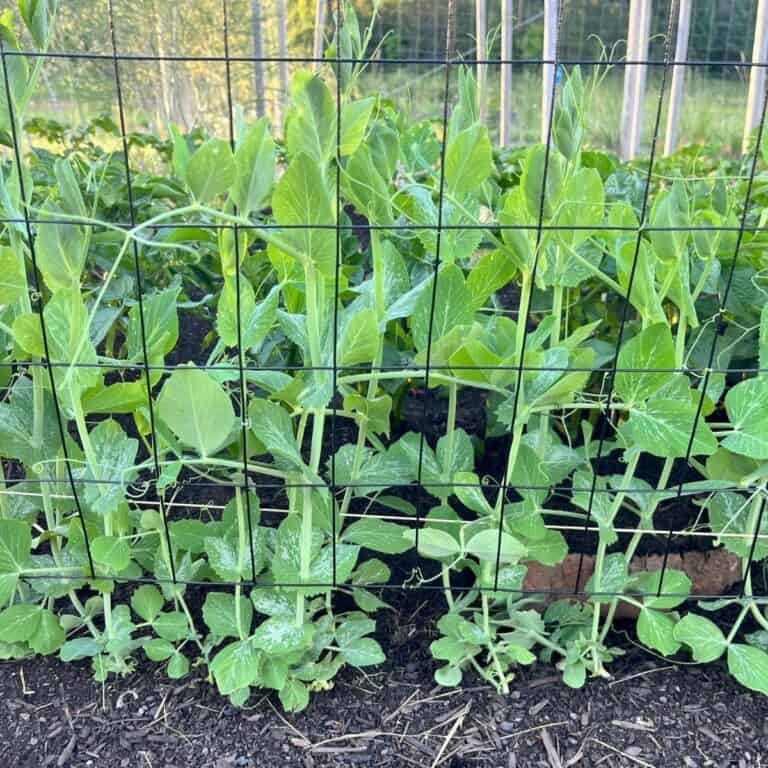 The Best DIY Bean and Pea Trellis for your Garden - East Fork Growing