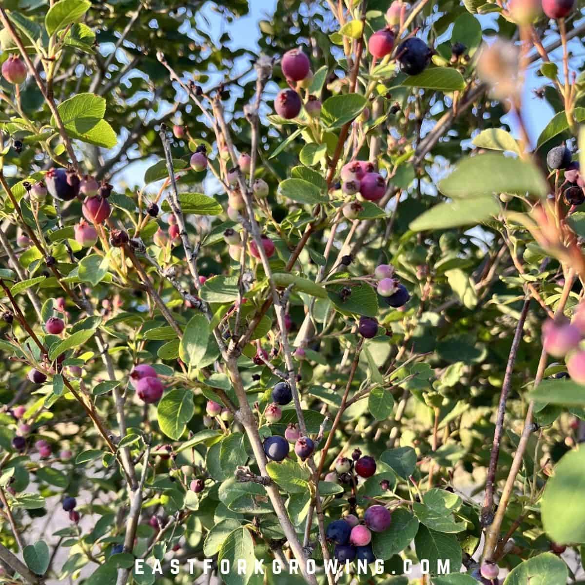 EASIEST FRUIT TO GROW IN NC visual data 7