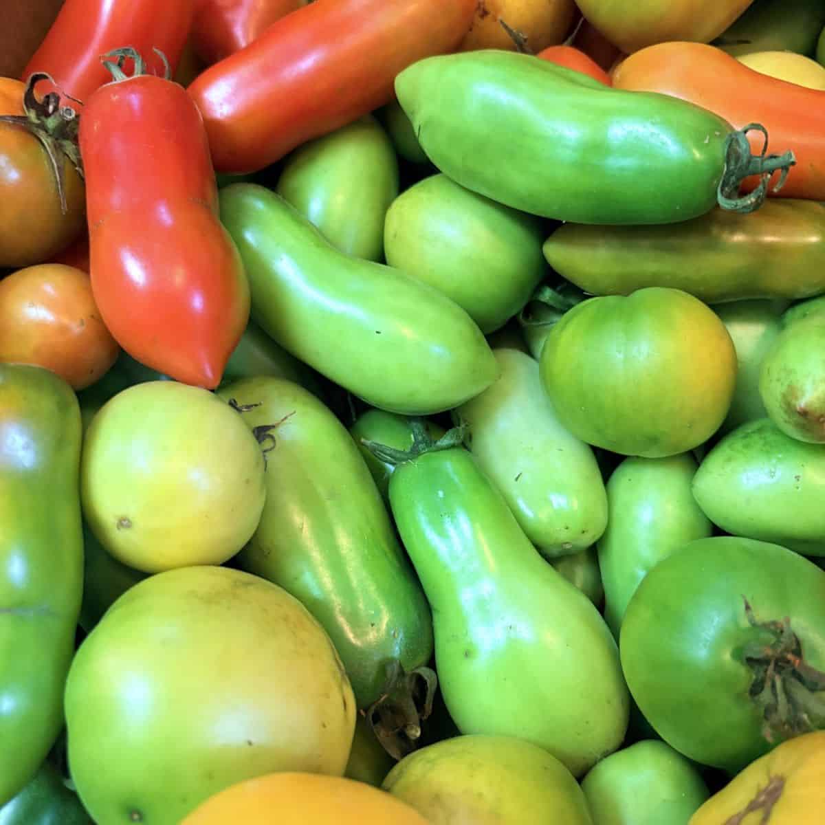 a pile of red, yellow, and green tomatoes