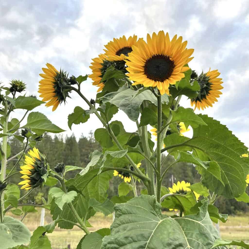 growing sunflowers in a garden