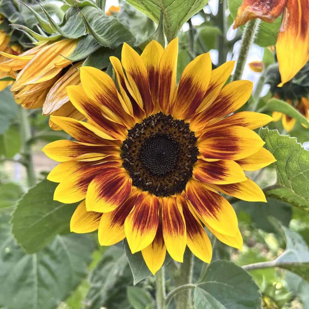 a yellow and red sunflower growing in a garden