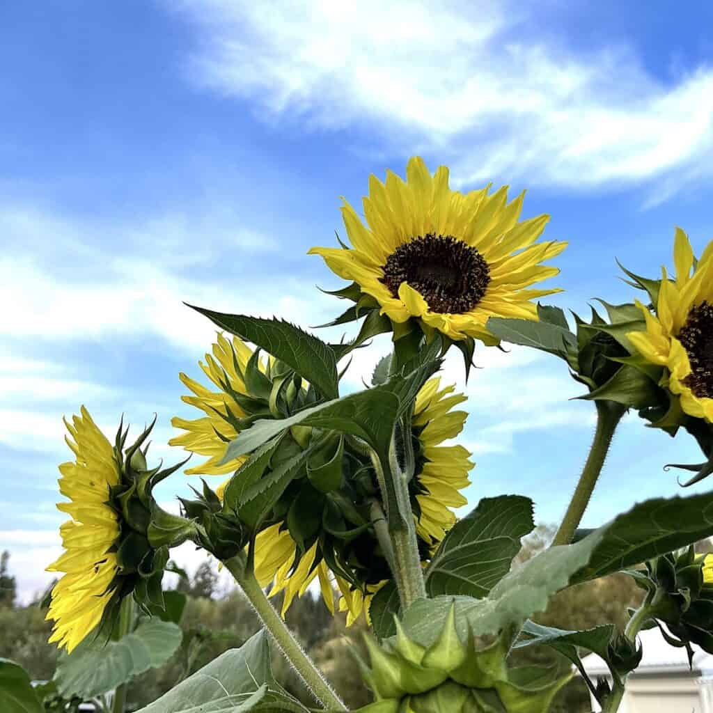 yellow sunflowers growing in a garden