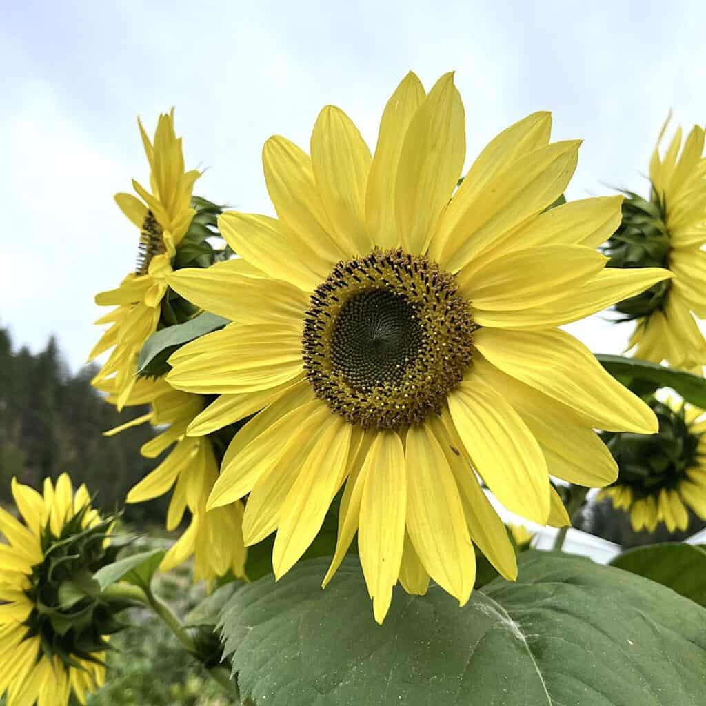 growing yellow sunflowers in a garden