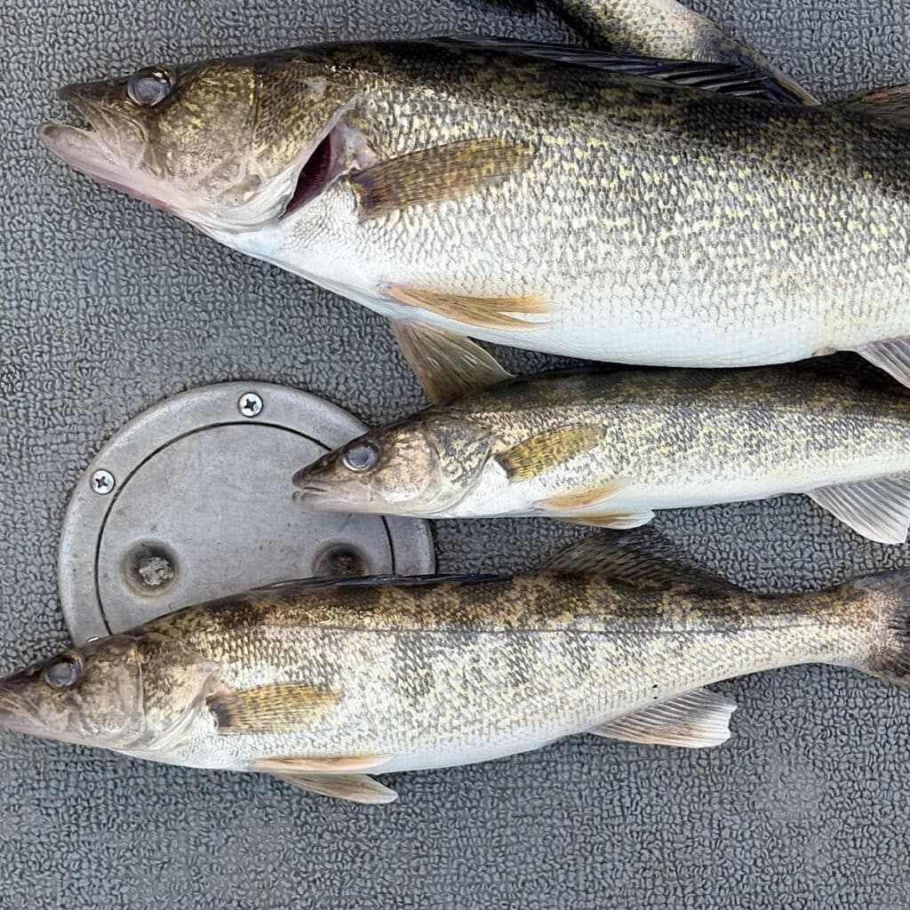 fresh caught walleye laying on the floor of a boat