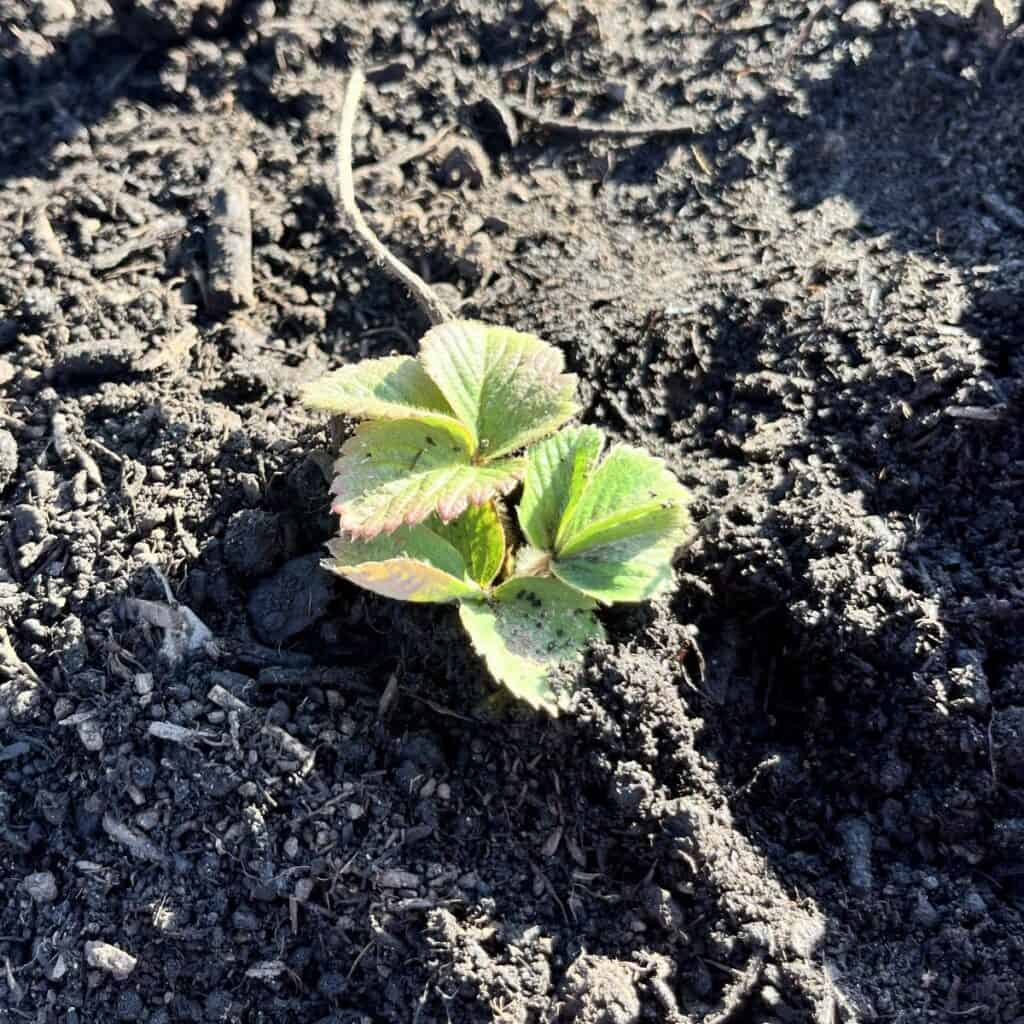 a newly planted strawberry plant surrounded by soil
