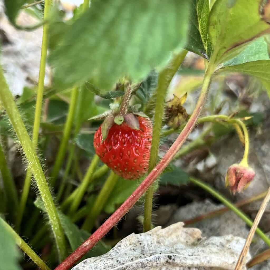 a red strawberry growing on a green strawberry plant