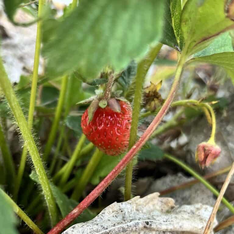a red strawberry growing on a green strawberry plant