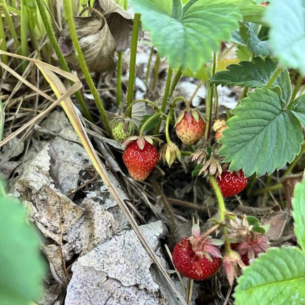 red strawberries growing on a strawberry plant