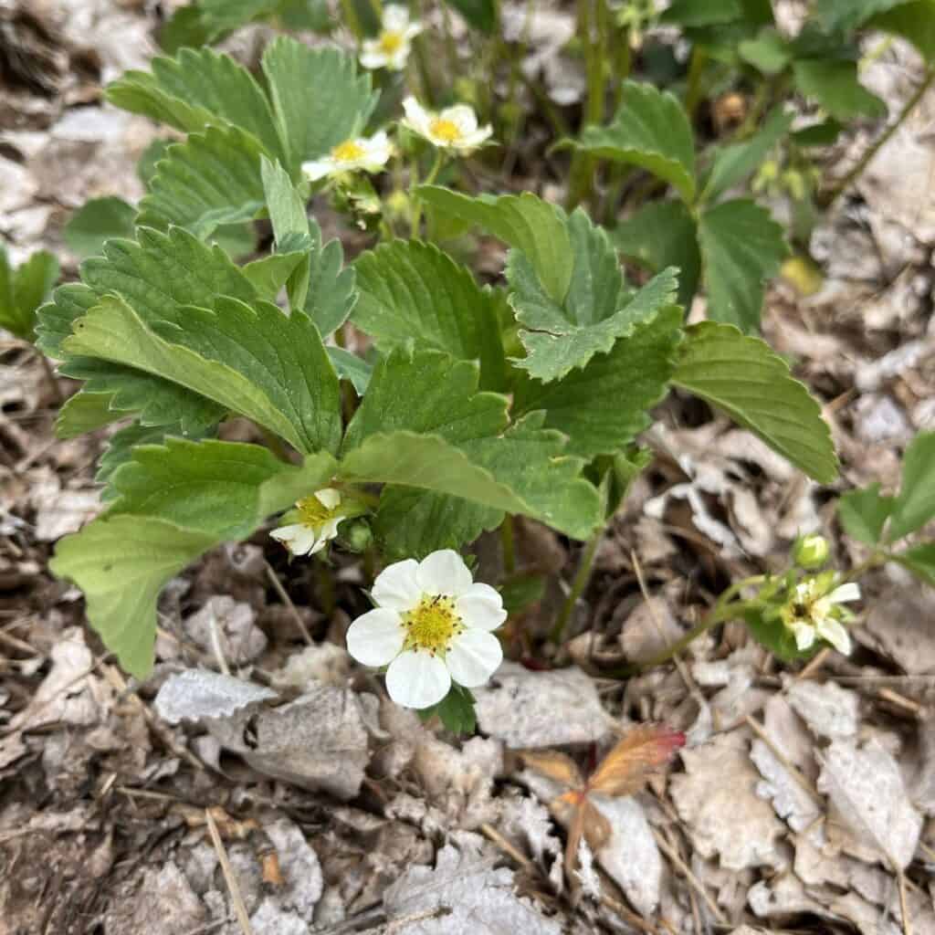 strawberry plants with white flowers