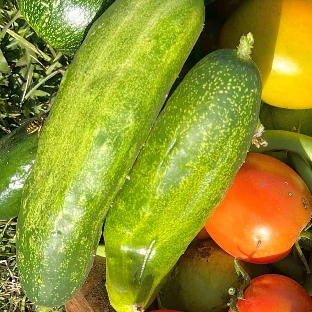 garden fresh cucumbers and tomatoes laying in the sunshine