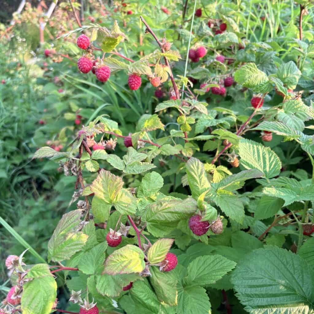 red raspberries in all stages of ripeness growing on mature raspberry canes