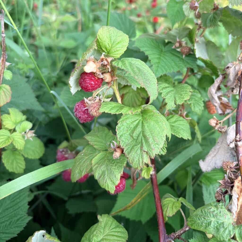 red raspberries growing on mature raspberry canes