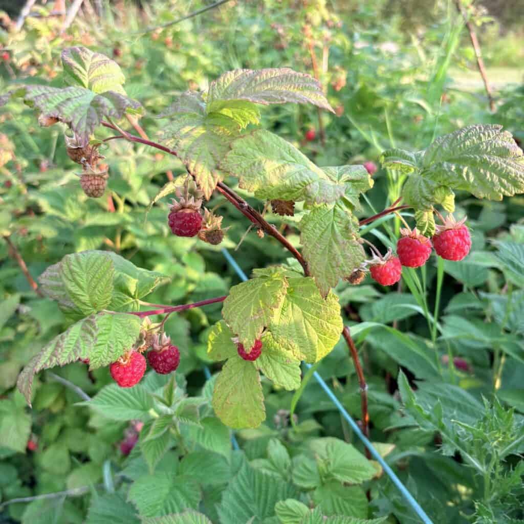 red raspberries growing on raspberry canes supported by a trellis
