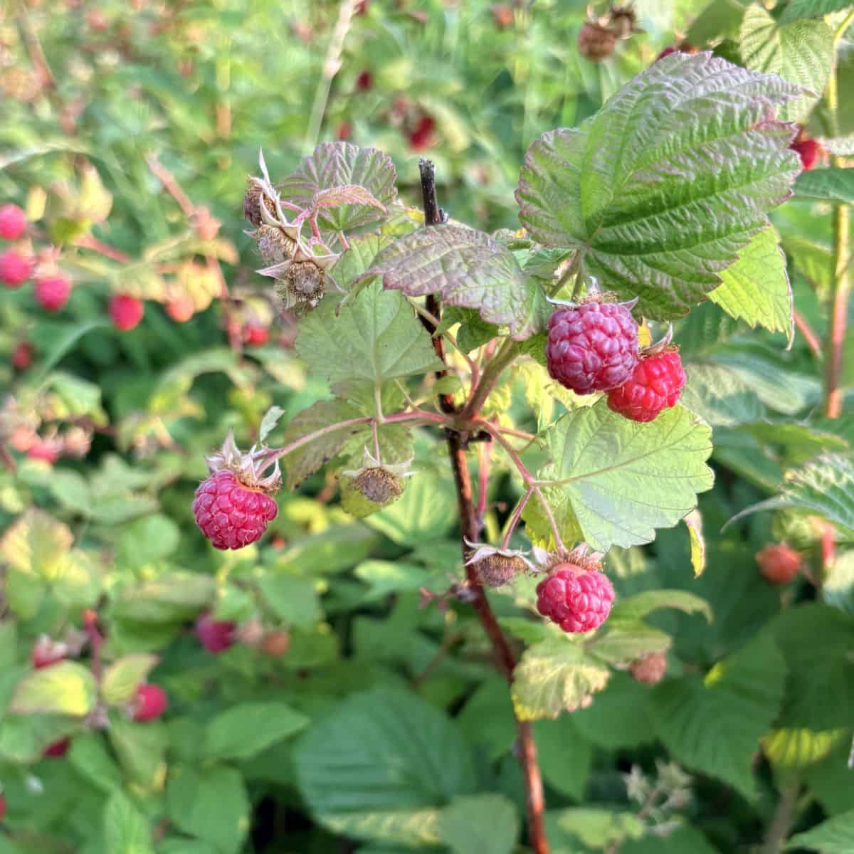 red raspberries in varying stages of ripeness growing on mature raspberry canes