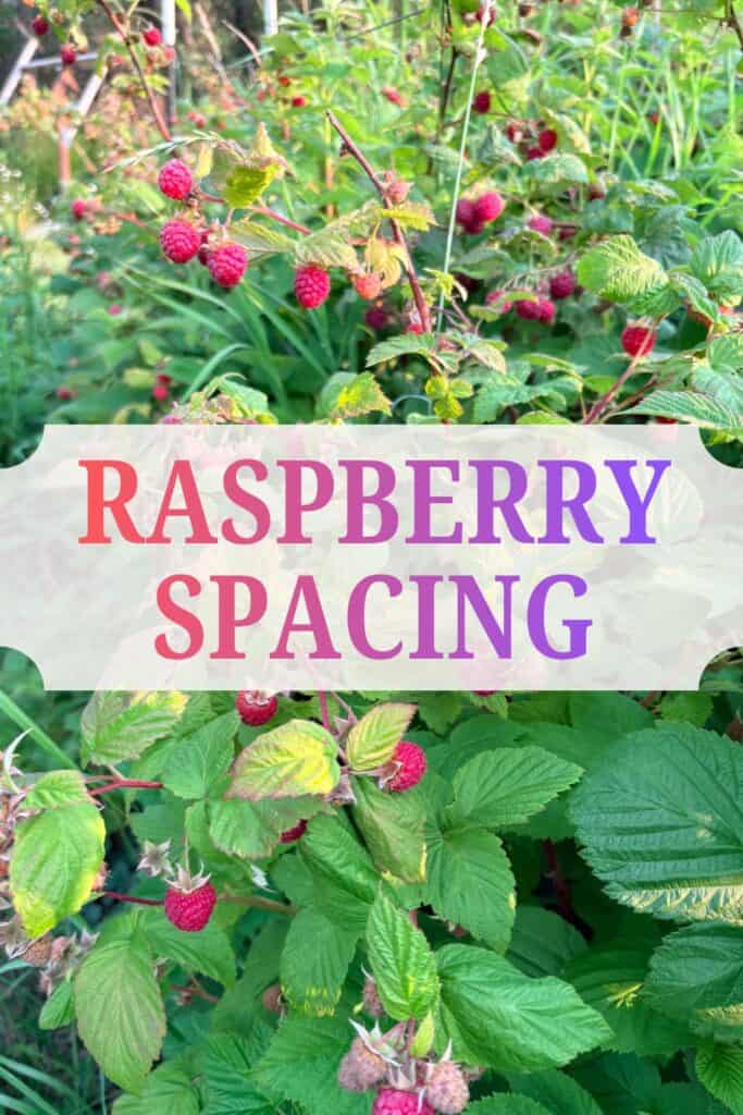 red raspberries growing on raspberry canes and the text raspberry spacing
