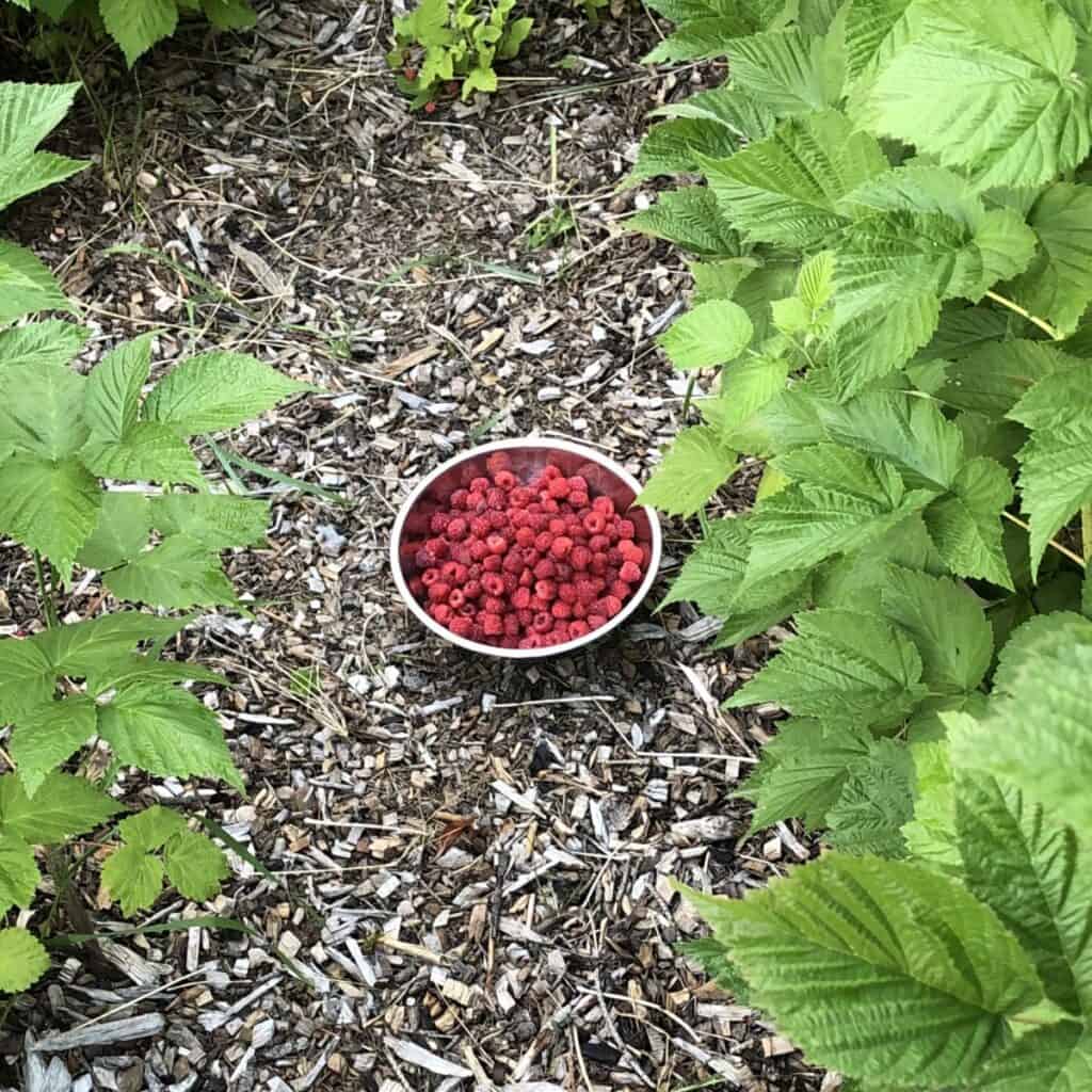 a metal bowl with red raspberries sitting on woodchips in the middle of a raspberry patch