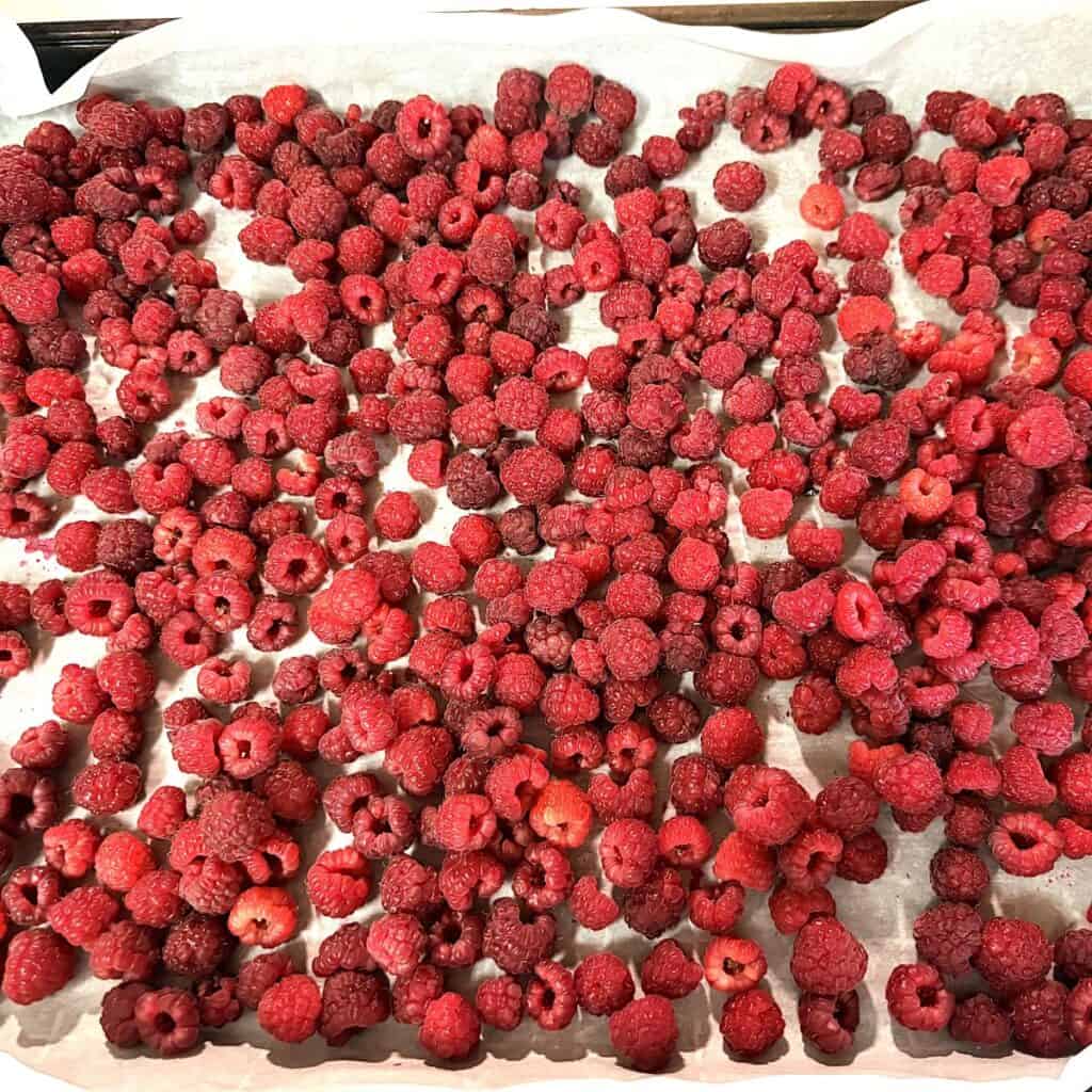 fresh raspberries spread out on a parchment lined baking sheet in preparation for freezing