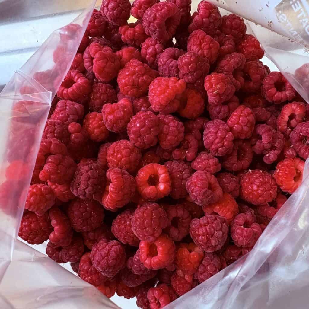 individually frozen raspberries in a gallon plastic bag