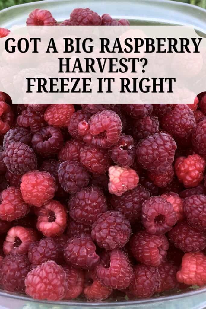 a big bowl of fresh raspberries with the words got a big raspberry harvest? Freeze it right