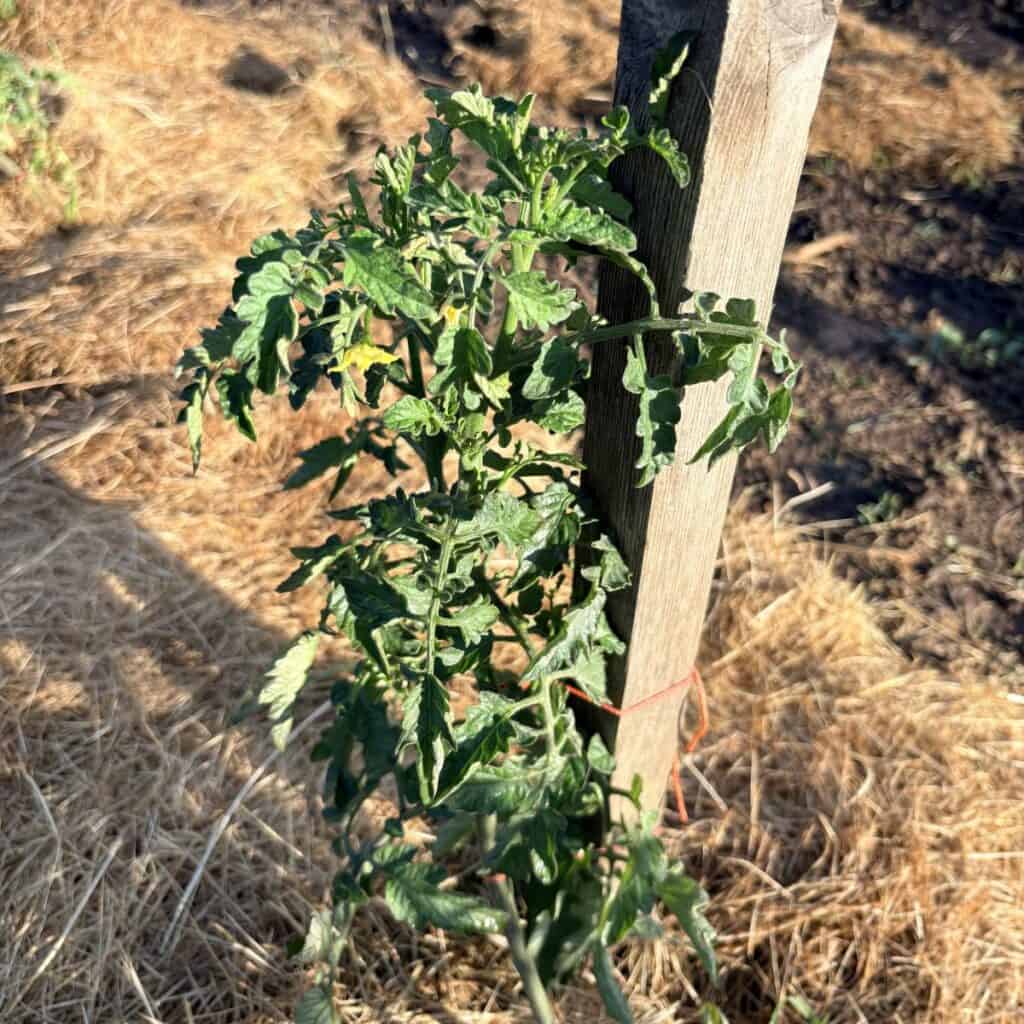 tomato plant tied to a stake with orange twine
