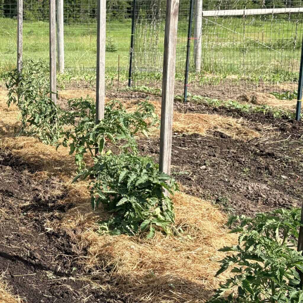 a row of tomato plants tied to wooden stakes and mulched with grass