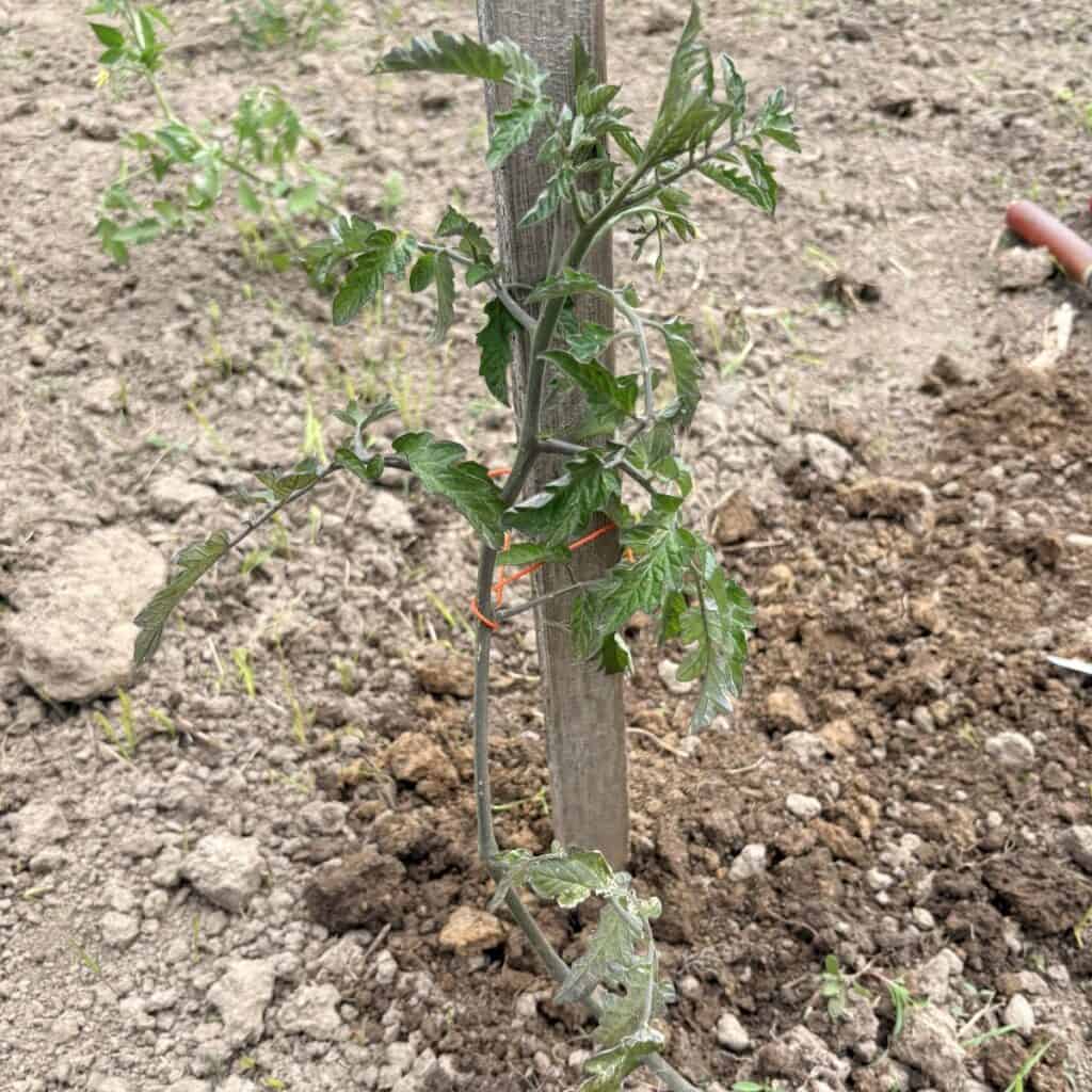 a young tomato plant tied to a wooden stake with orange twine