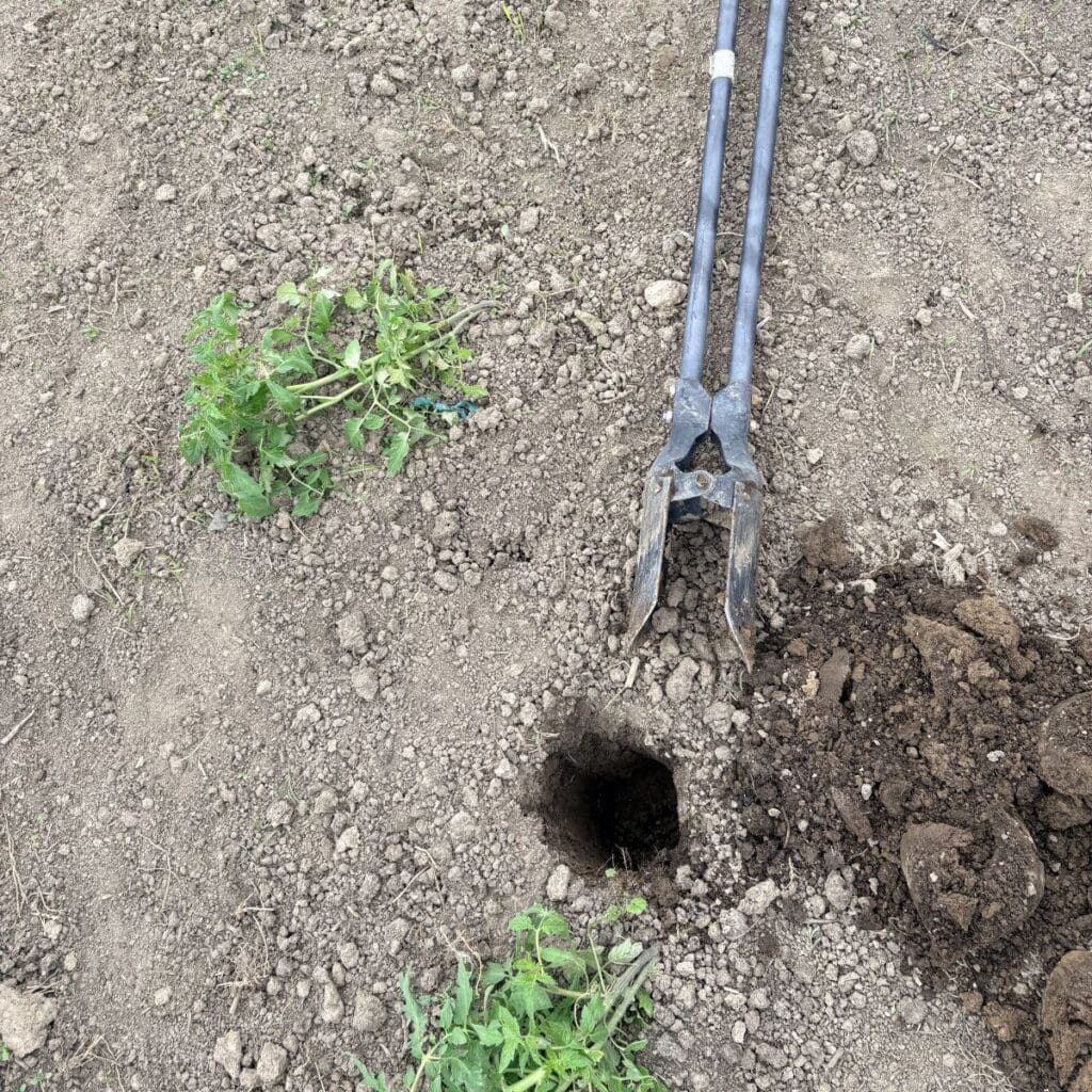 a post hole digger lying next to a recently dug hole next to a tomato plant