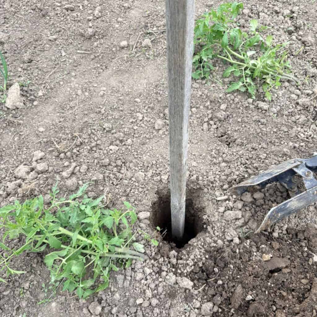 a post hole digger lying on the dirt next to a recently dug hole with a wooden stake in the hole and a tomato plant nearby