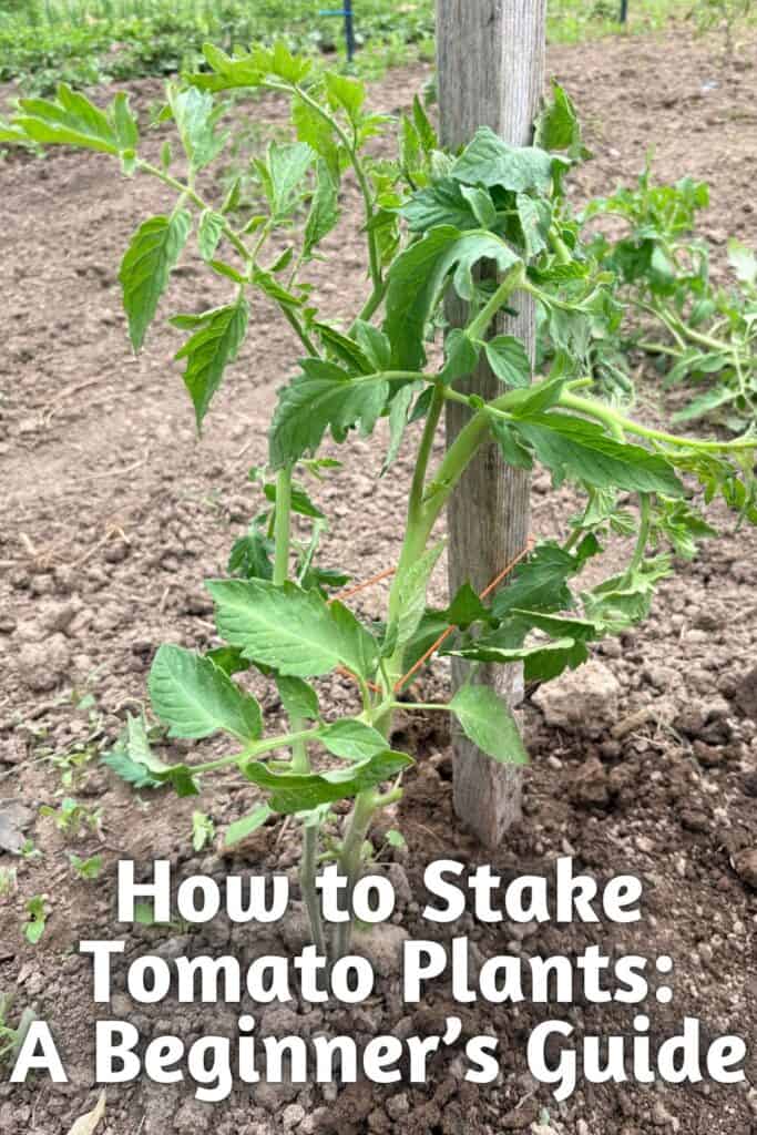A young tomato plant tied to a wooden stake with orange twine in a garden bed with the text how to stake tomato plants: a beginner's guide